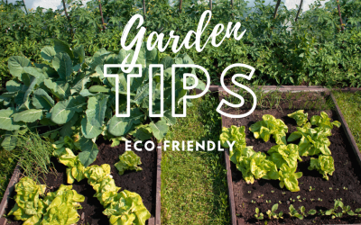 Spotlight on Sustainability: Eco-Friendly Gardening Tips